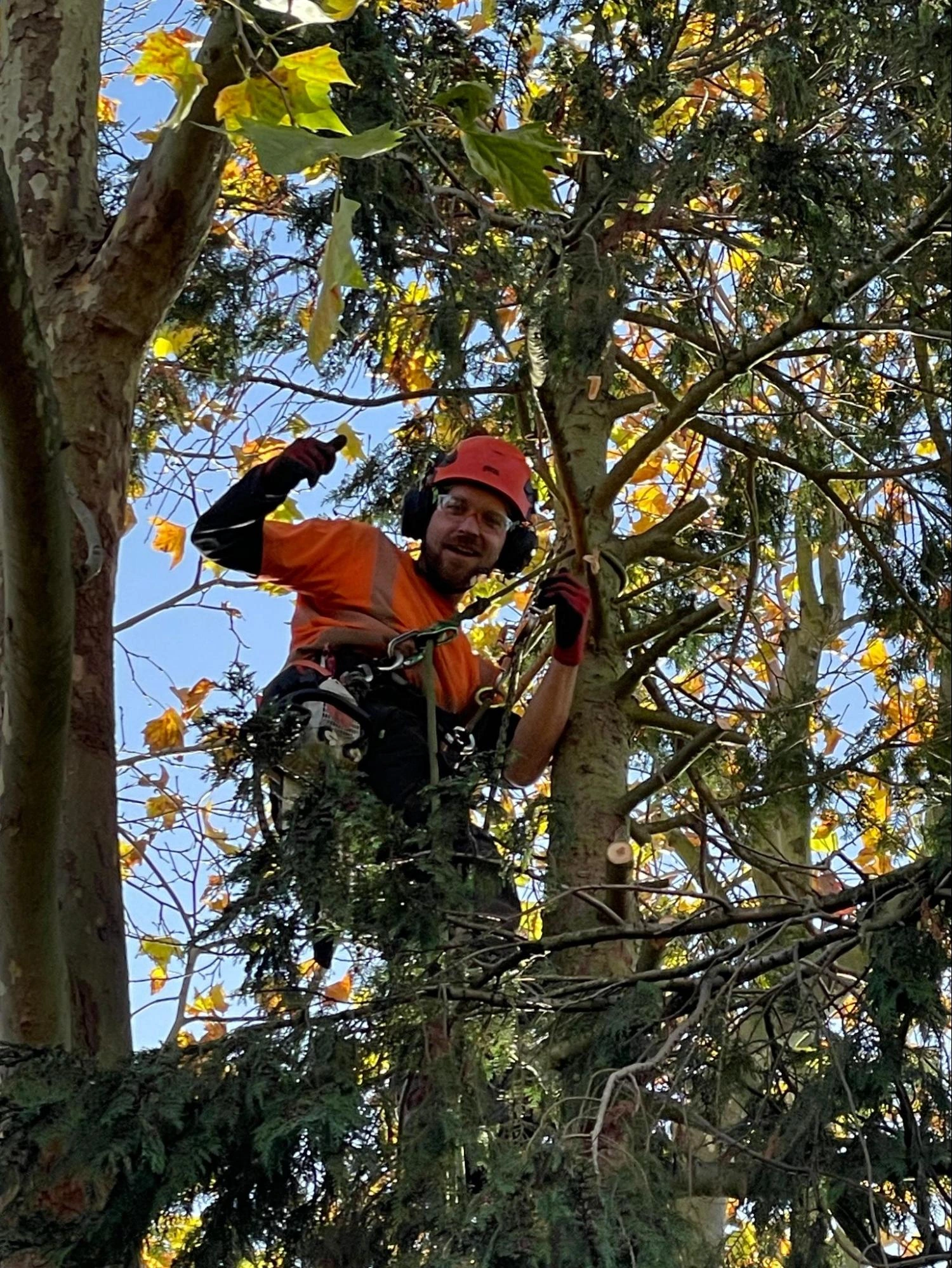 Laindon Tree Care Experts